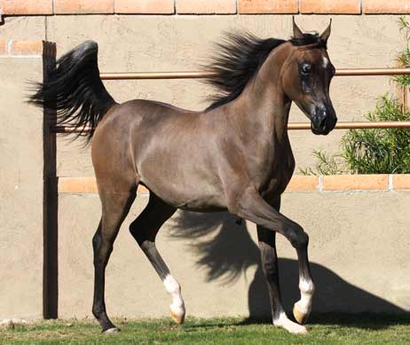 colt by Marajj out of Bint Sacarina