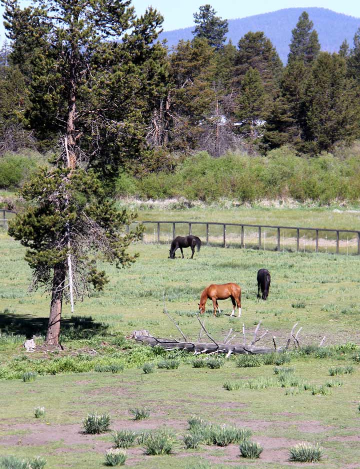 Mares inthe pasture at Birch Park Black Arabians