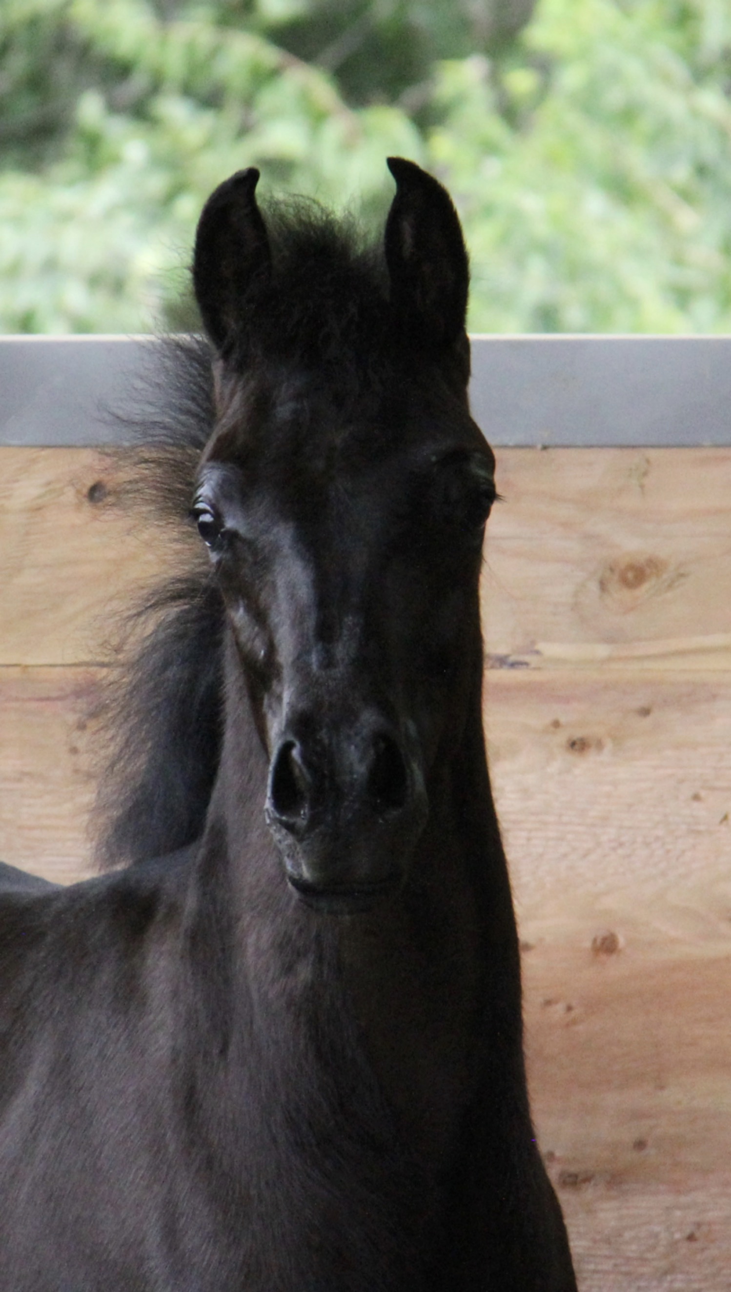 Homozygous black colt by HF Creed