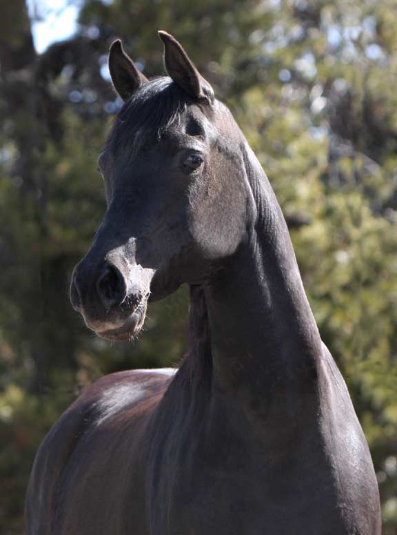 Homozygous black Arabian mare for sale