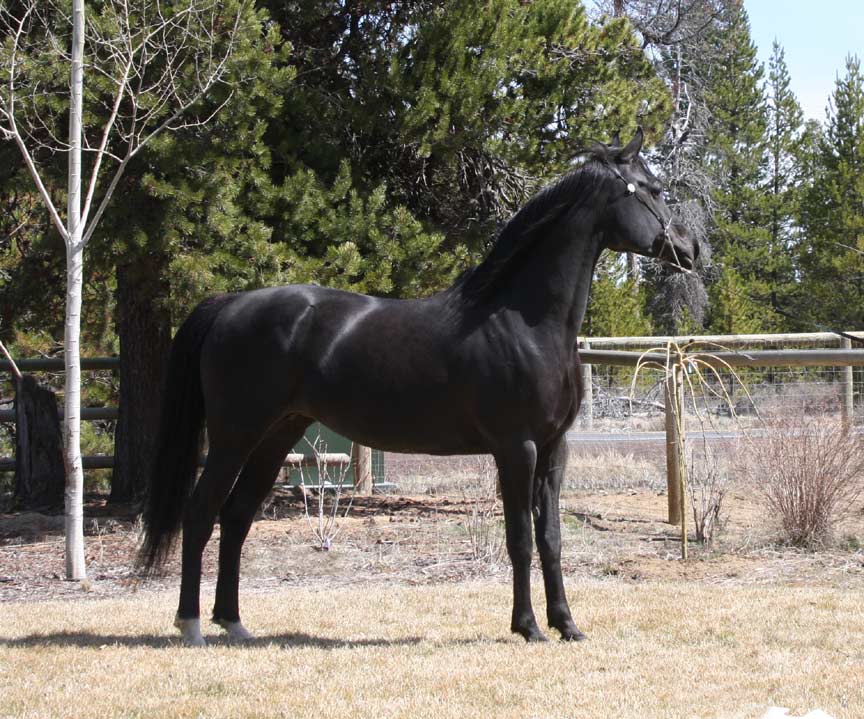 Homozygous black Arabian mare for sale