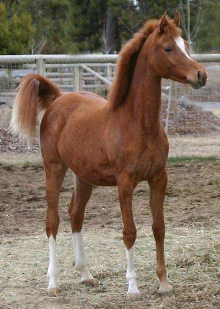 Chestnut Arabian filly by Exceleration BP