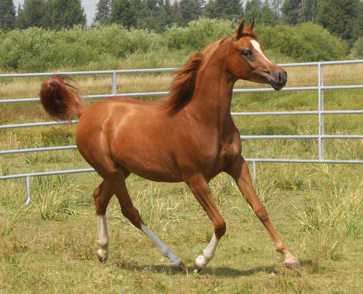 Chestnut Versace granddaughter