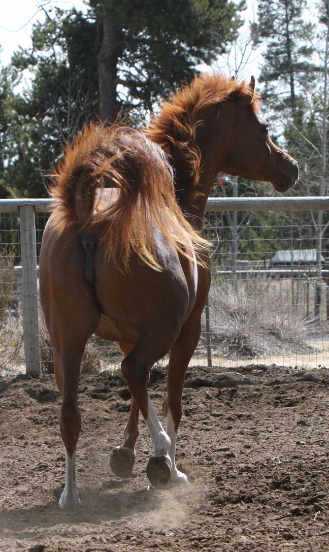 Chestnut graddaughter of Versace