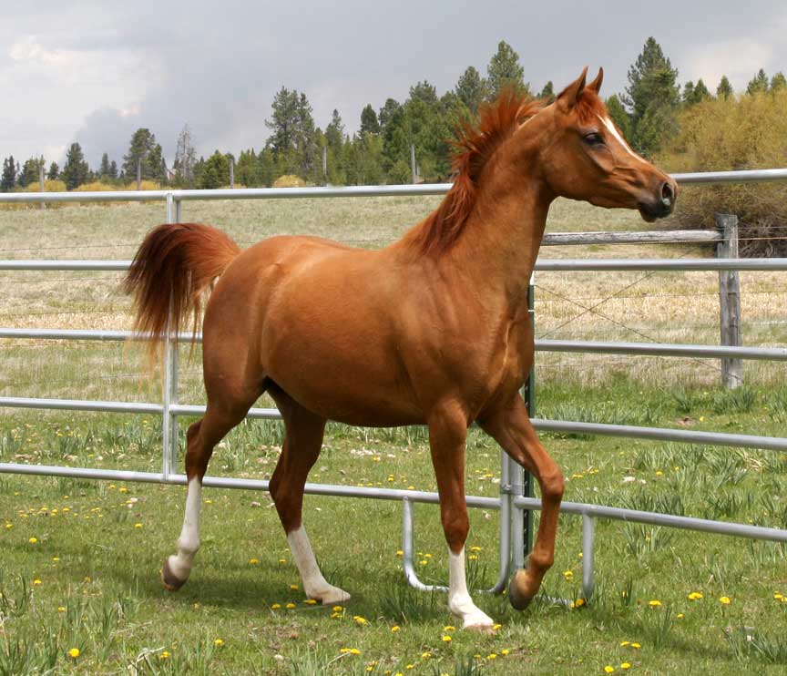 Chestnut Versace grabddaughter