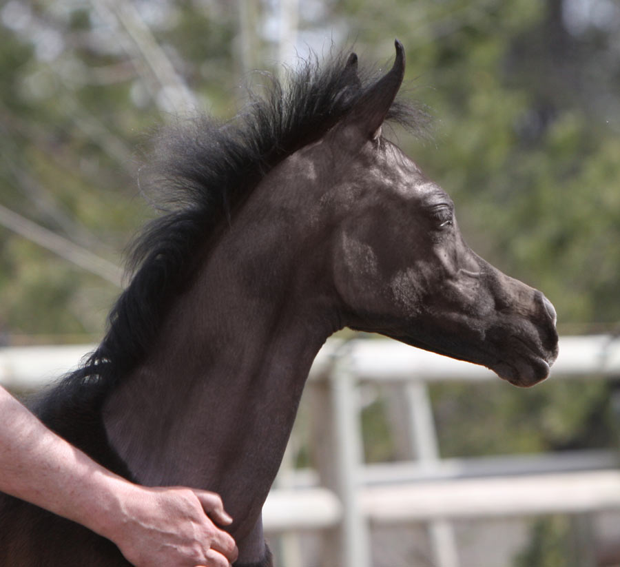 Gray filly by Om El Exquisit out of a Versace Granddaughter
