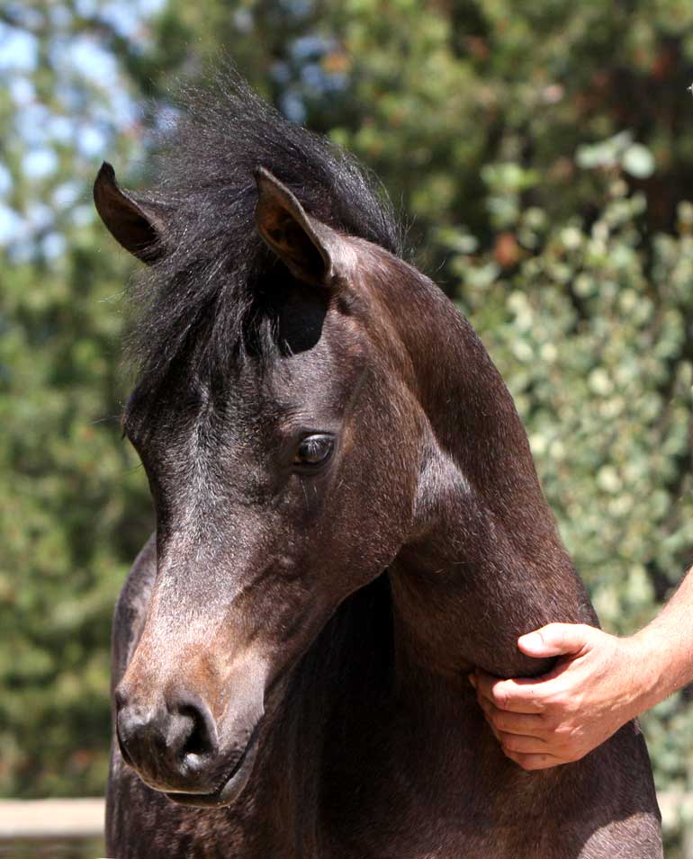 Gray daughter of Om El Exquisit out of a Versace Granddaughter
