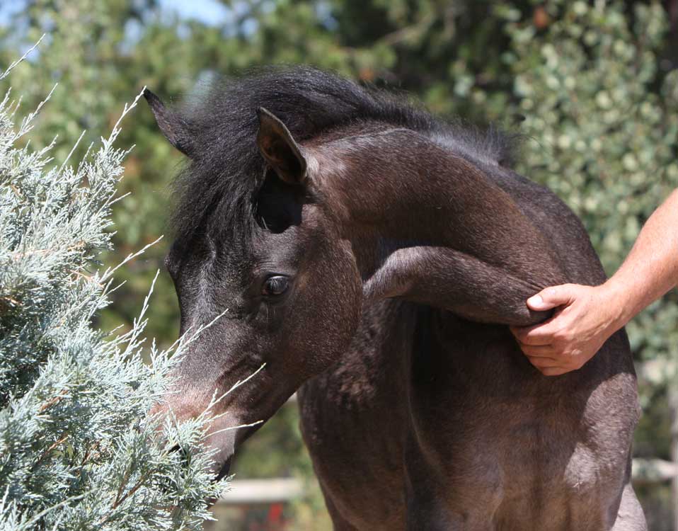 Gray daughter of Om El Exquisit out of a Versace Granddaughter