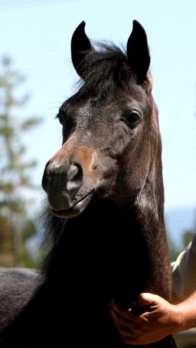 Gray daughter of Om El Exquisit out of a Versace Granddaughter
