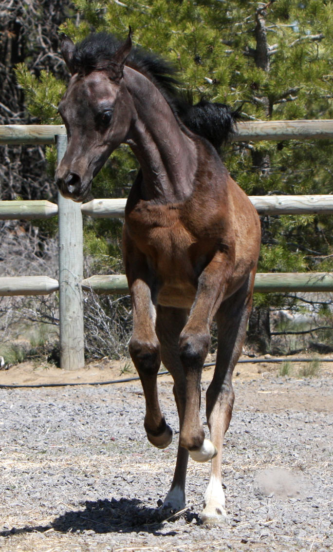 Gray filly by Om El Exquisit out of a Versace Granddaughter