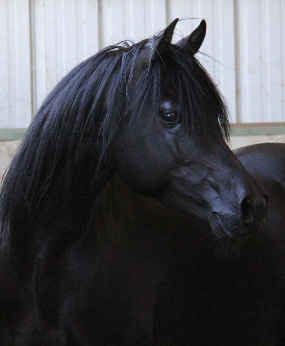 Black Arabian Stallion by ROL intencyty
