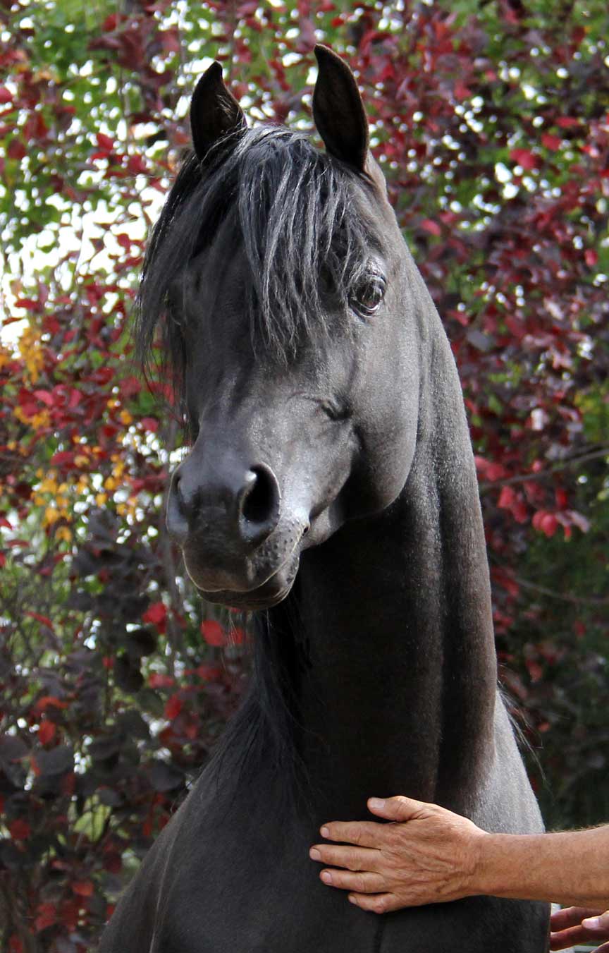 Black Arabian
                                                  stallion Montenegro
                                                  BP