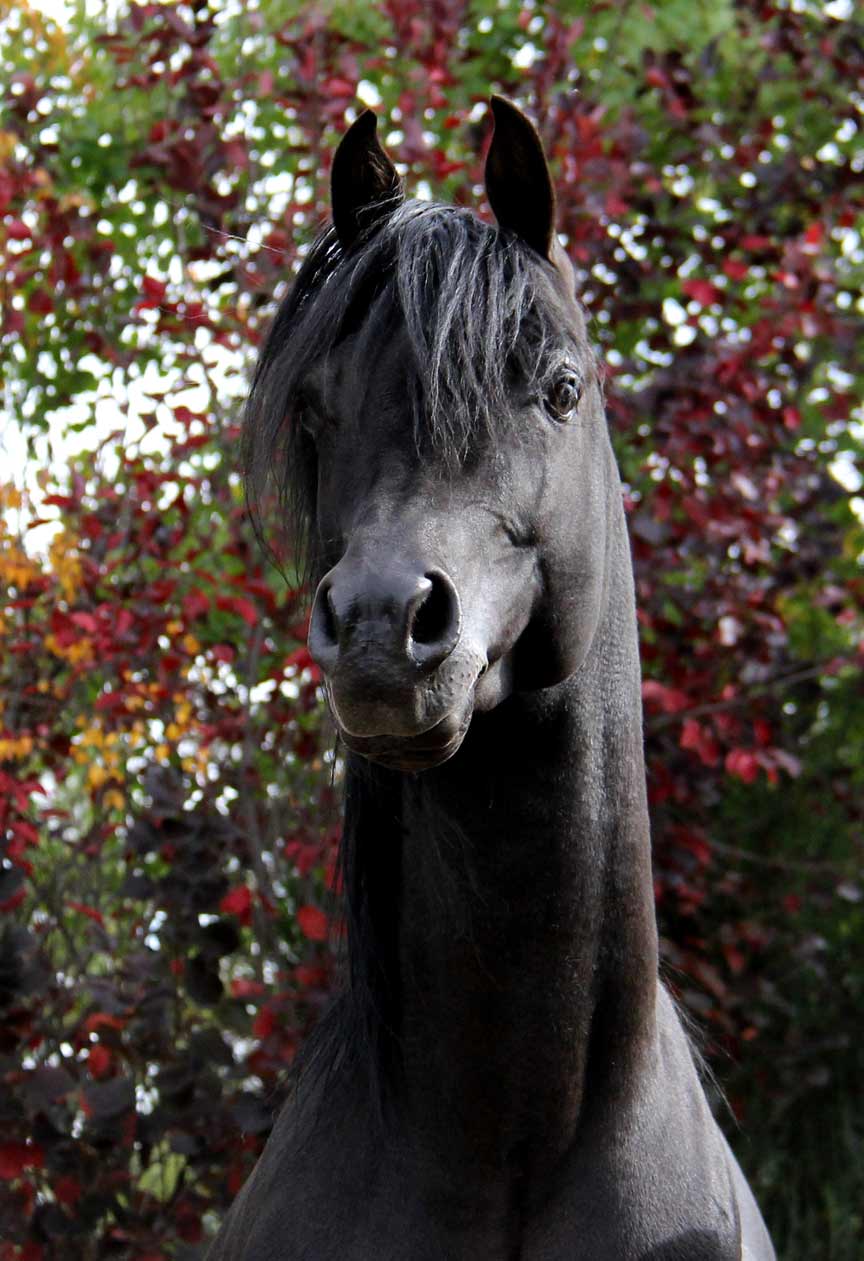 Black Arabian                                                          Stallion by                                                          ROL intencyty