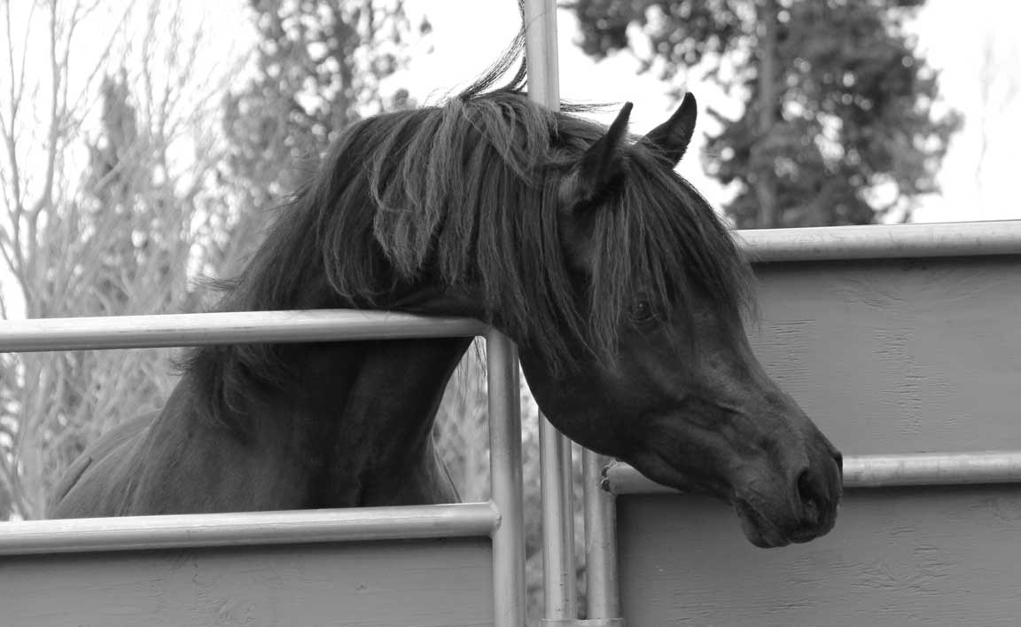 Black colt by ROL Intencyty