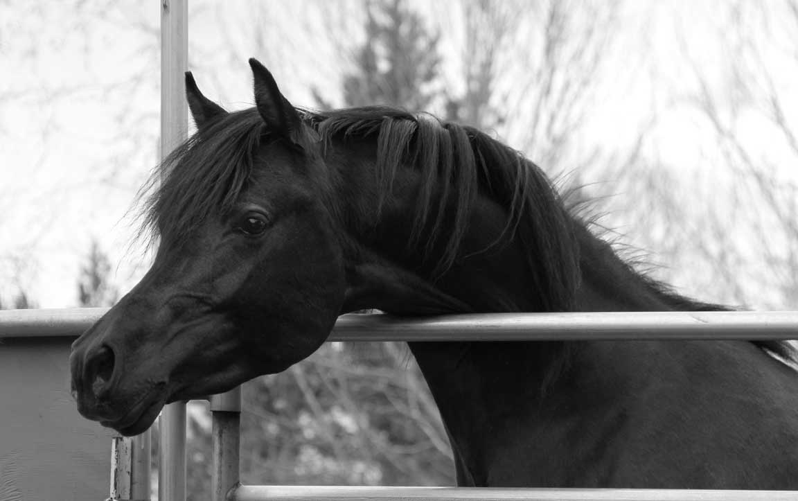 Black colt by ROL Intencyty