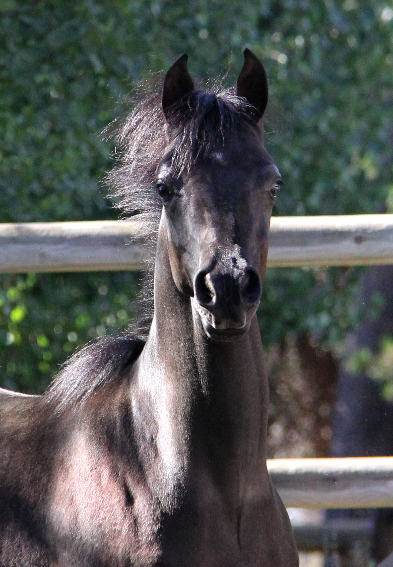 2015 Black colt by ROL Intencyty