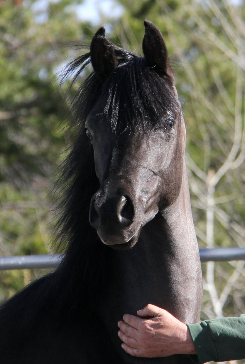 Black colt by ROL
                  Intencyty