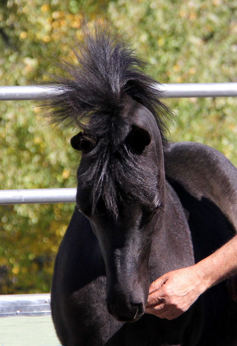 Black
                          colt by ROL Intencyty