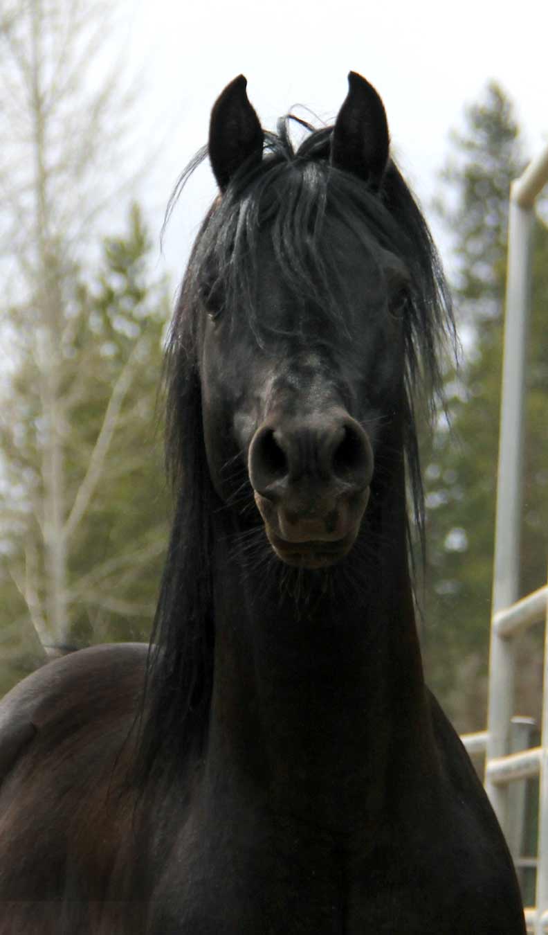 Montenegro BP,
                                                  black Arabian Stallion
                                                  by ROL Intencyty