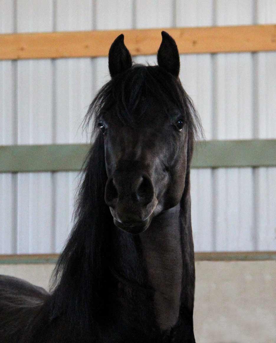 Black colt by ROL Intencyty