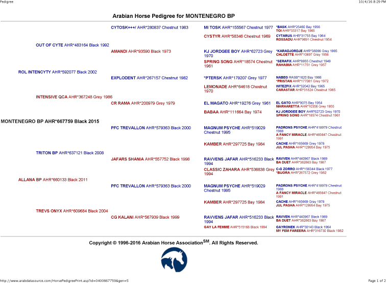 Montenegro BP's pedigree