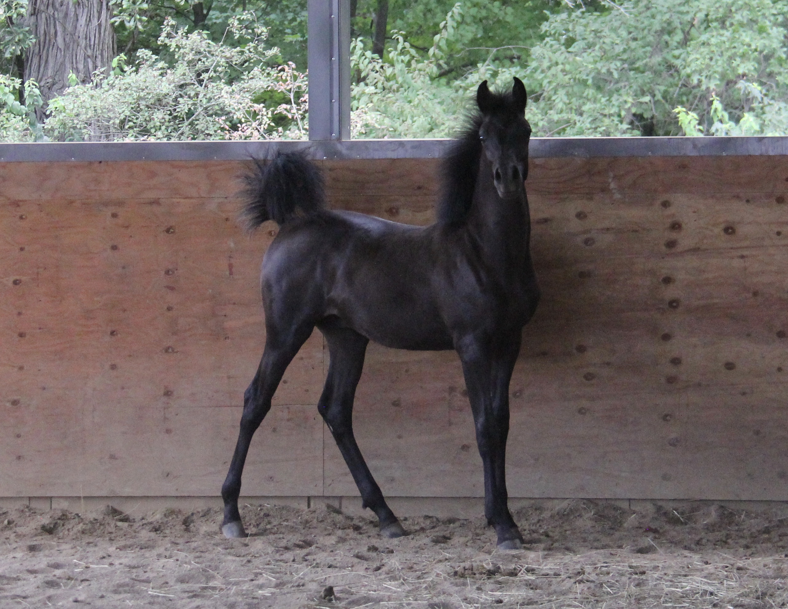Homozygous black colt by HF Creed