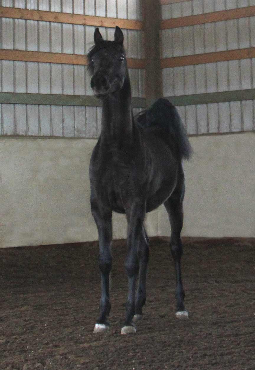 Black colt by Montenegro BP