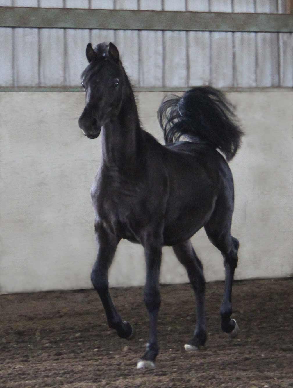 Black colt by Montenegro BP