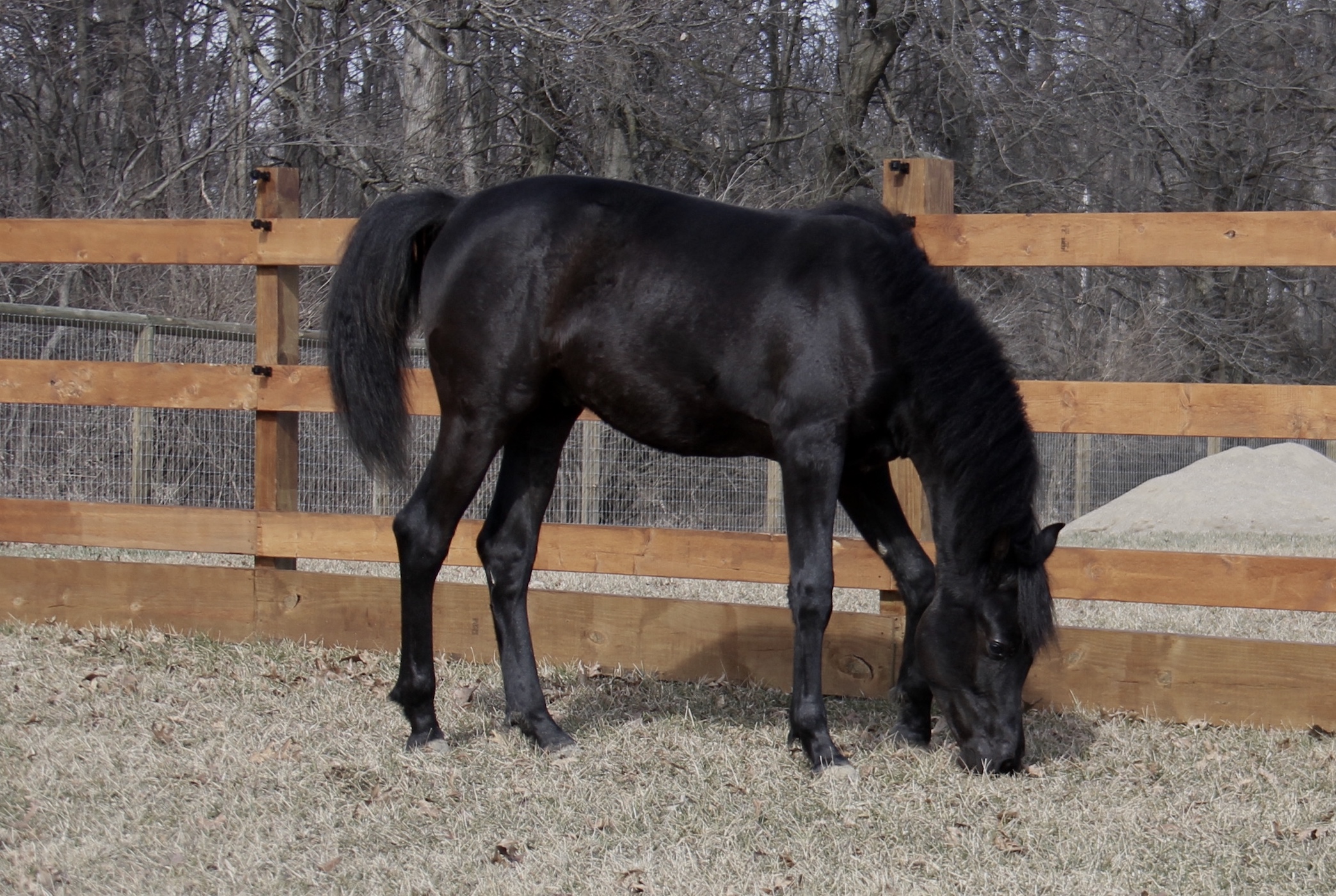 Homozygous Black Colt by HF Creed