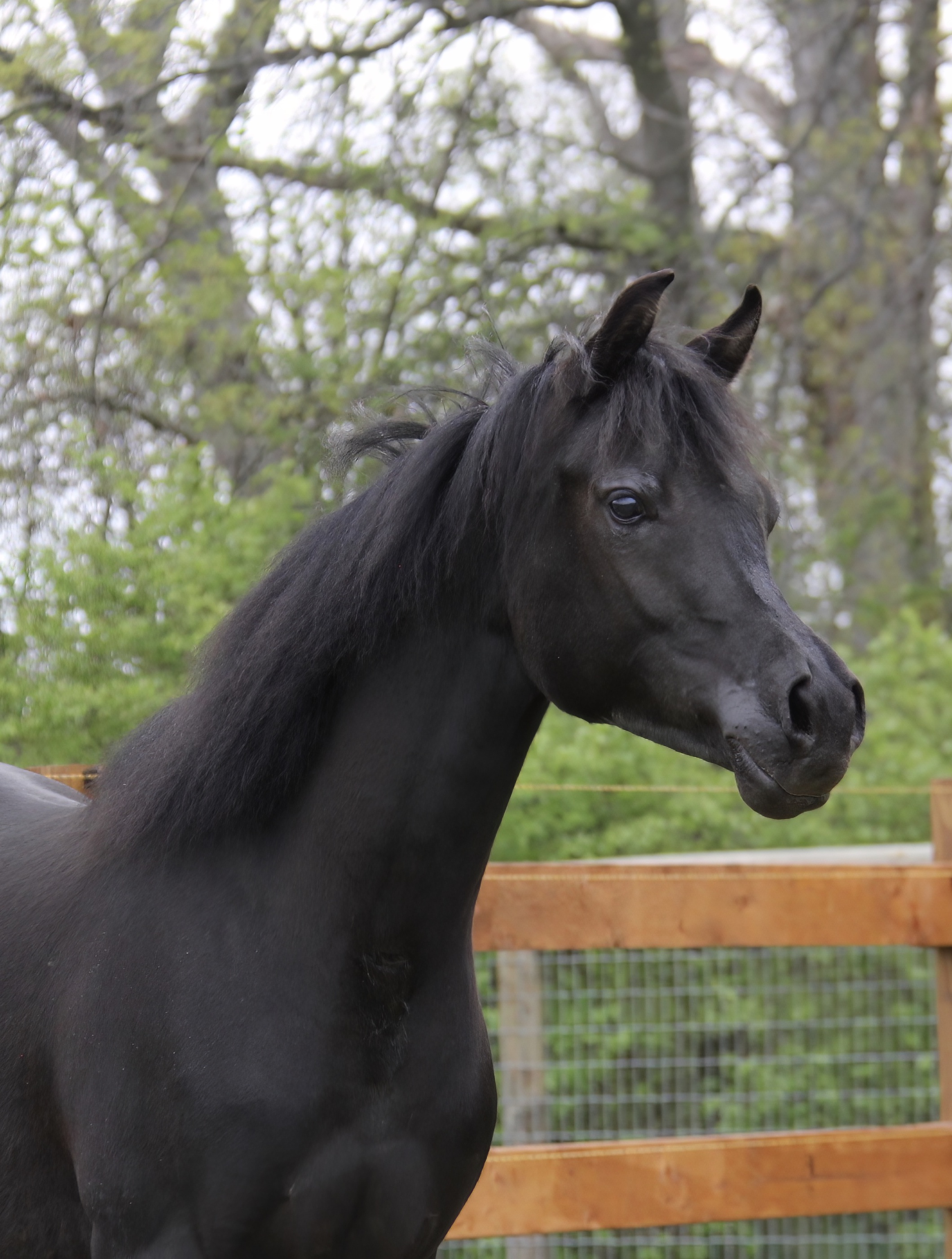 Homozygous black colt by HF Creed