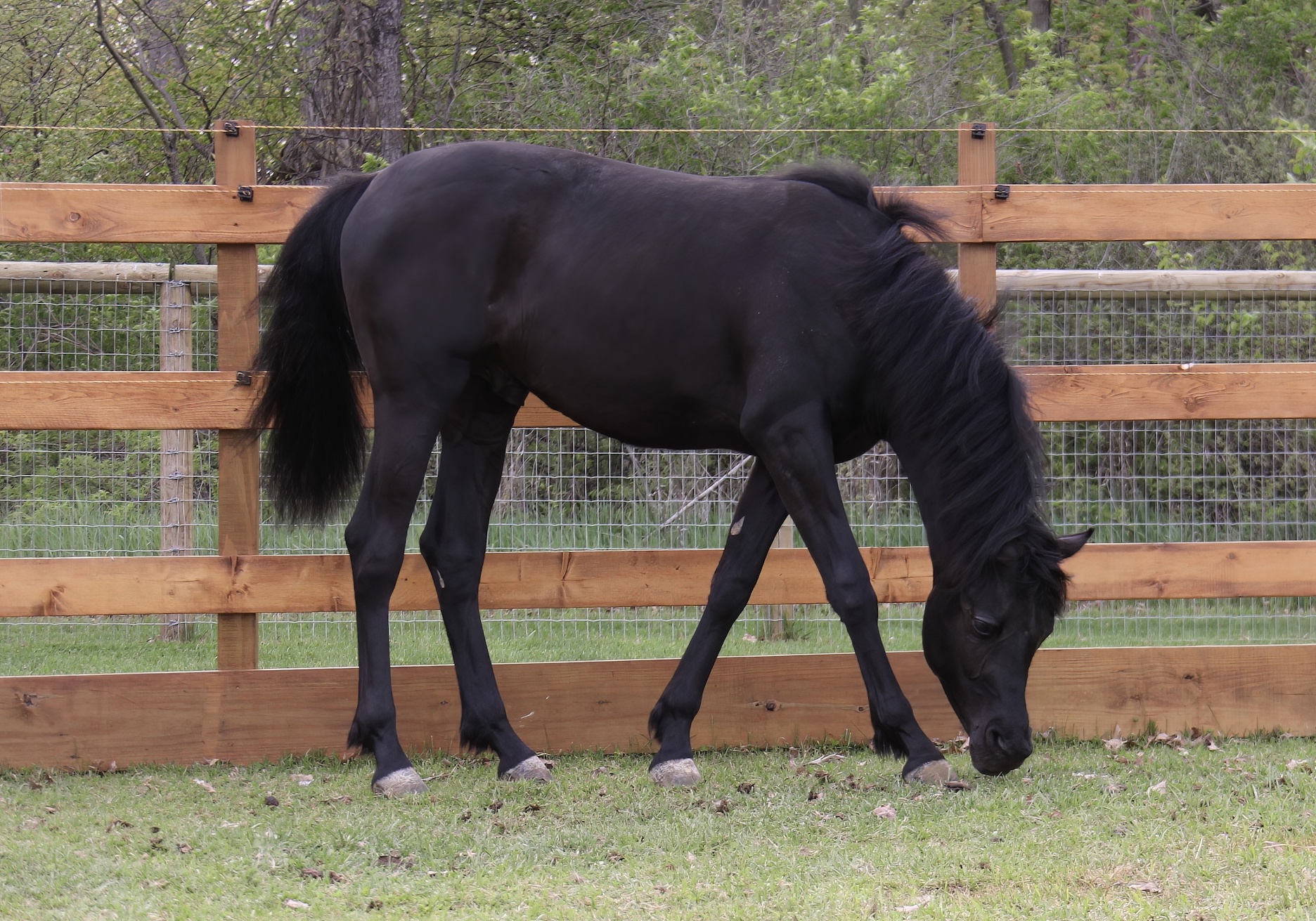 Homozygpus black colt bby HF Creed