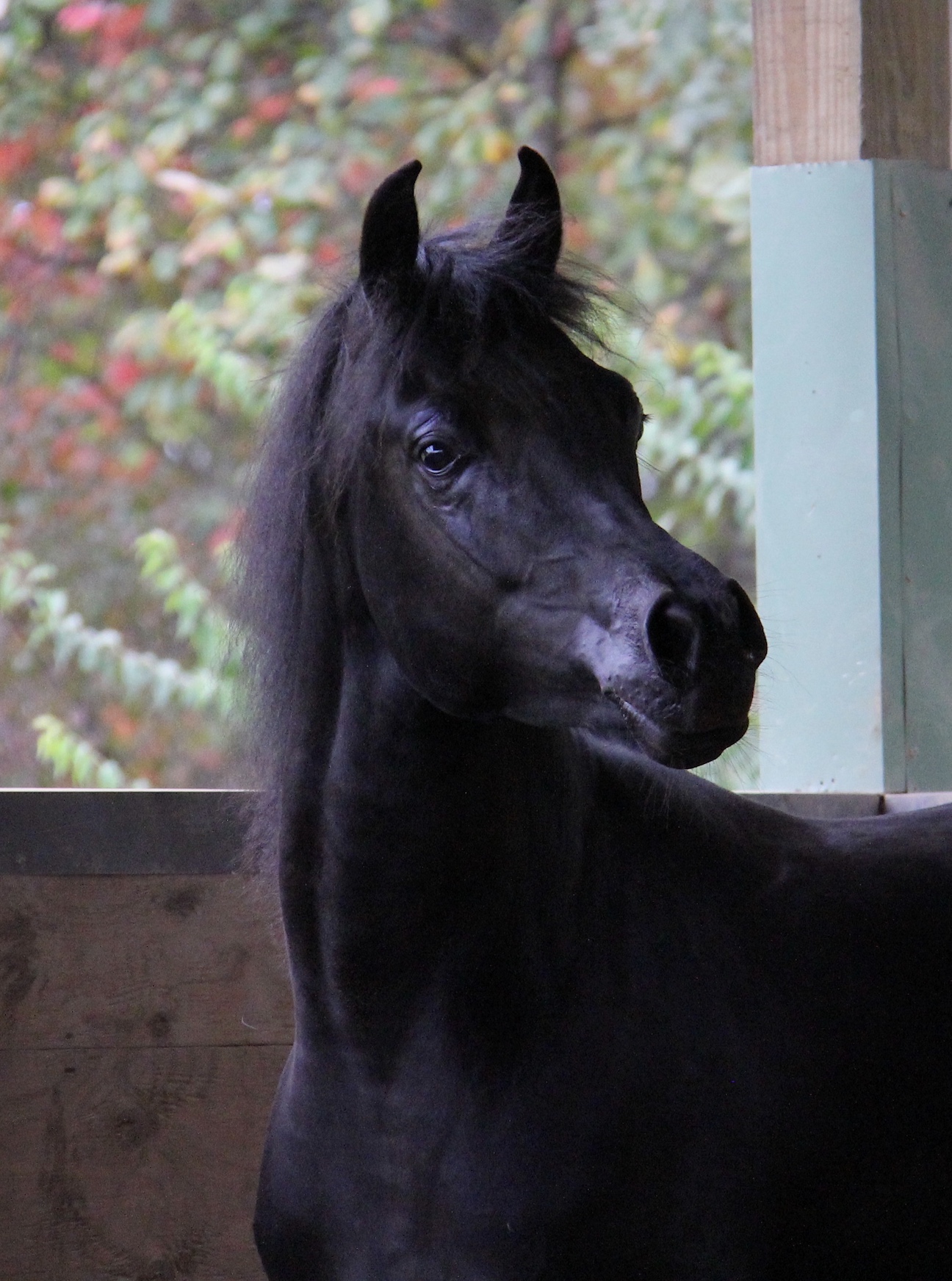 Homozygous black colt by HF Creed