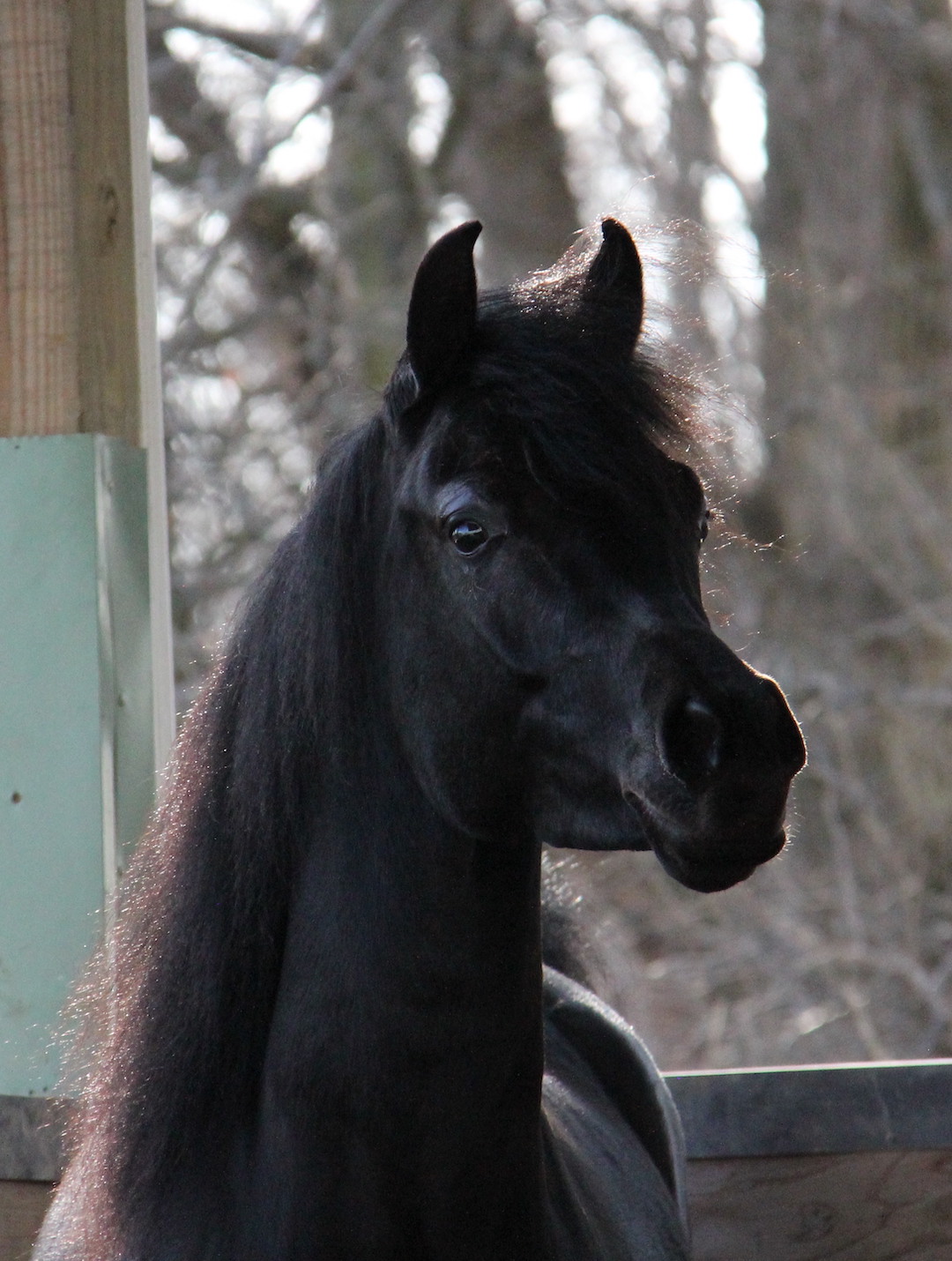 Black gelding by HF Creed