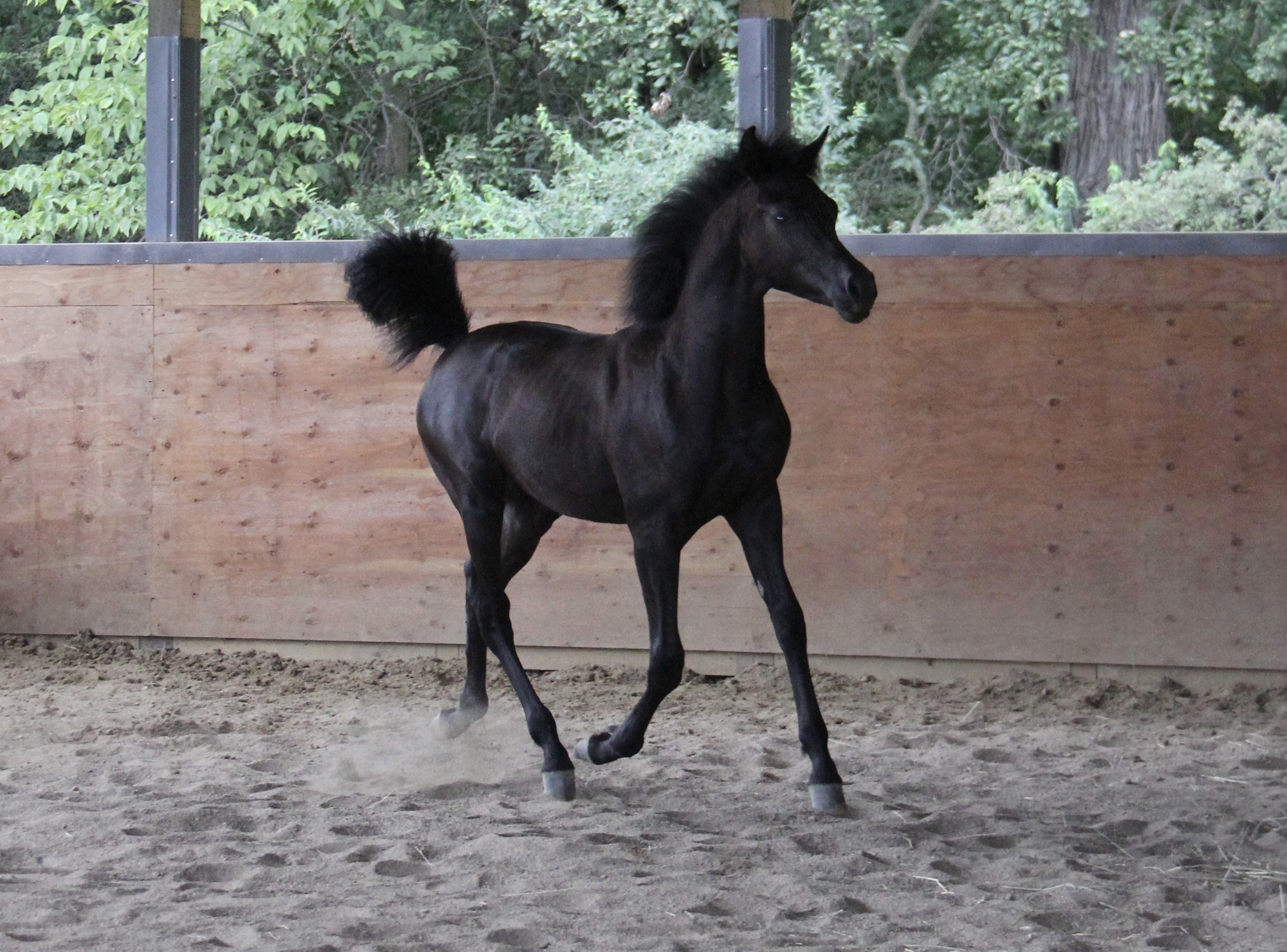 Homozygous black colt by HF Creed