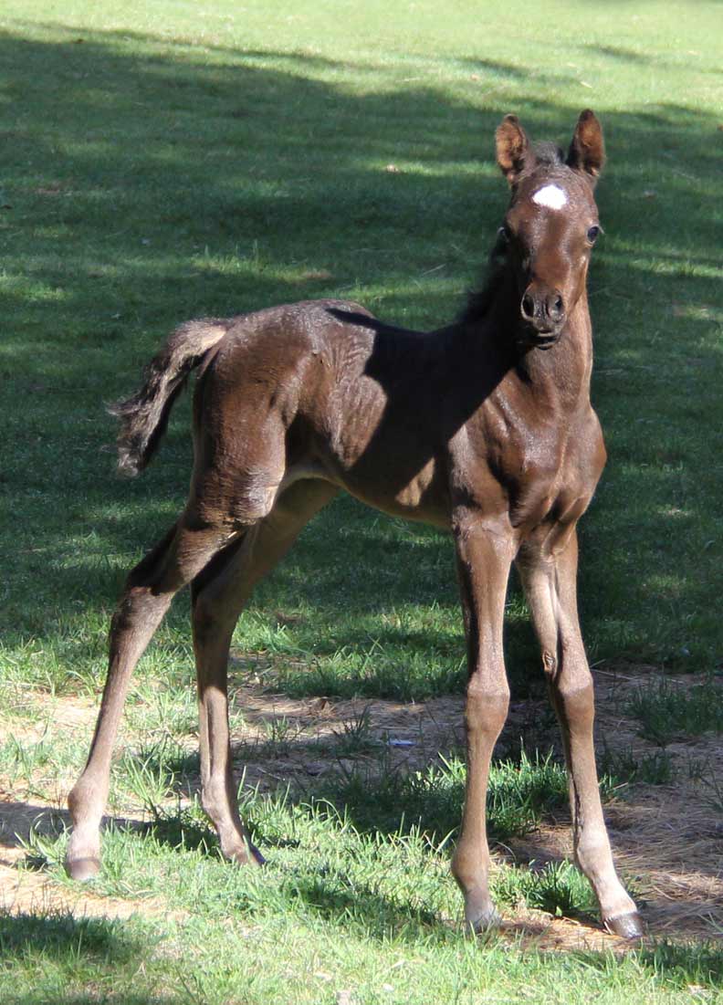 Black filly by Ferric BP