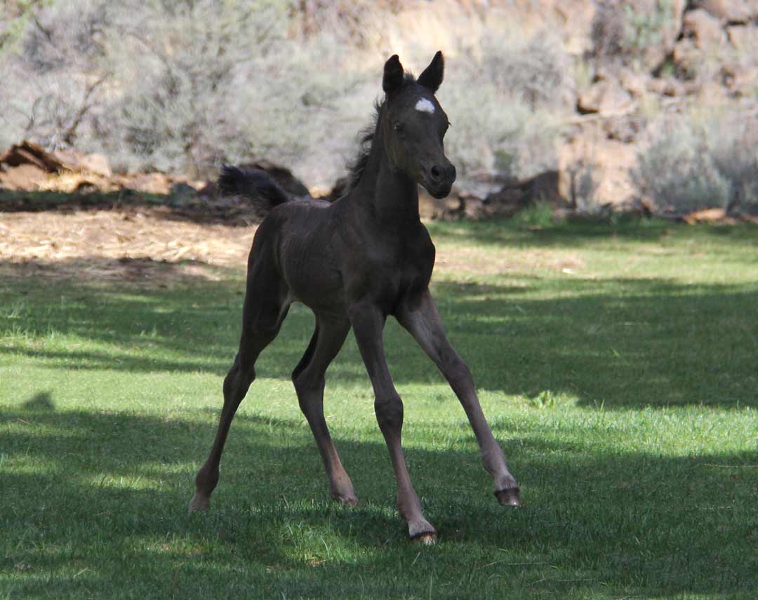 Black filly by Ferric BP