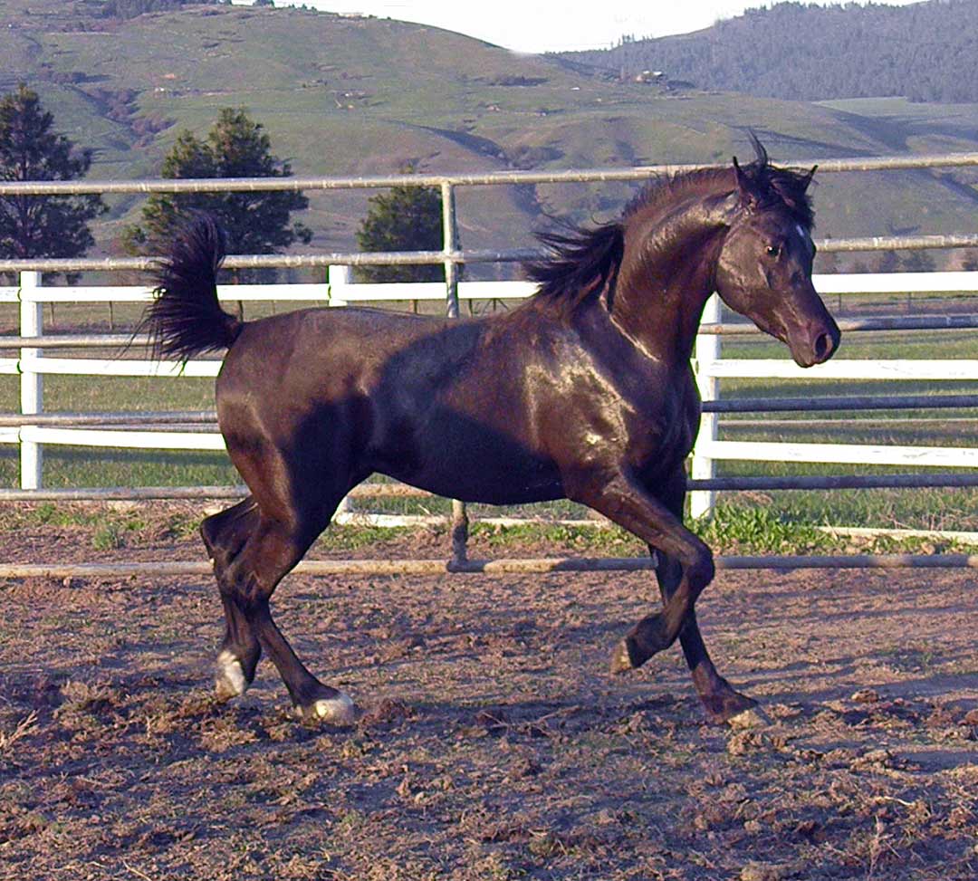 Homozygous black colt out of Trevs Onyx