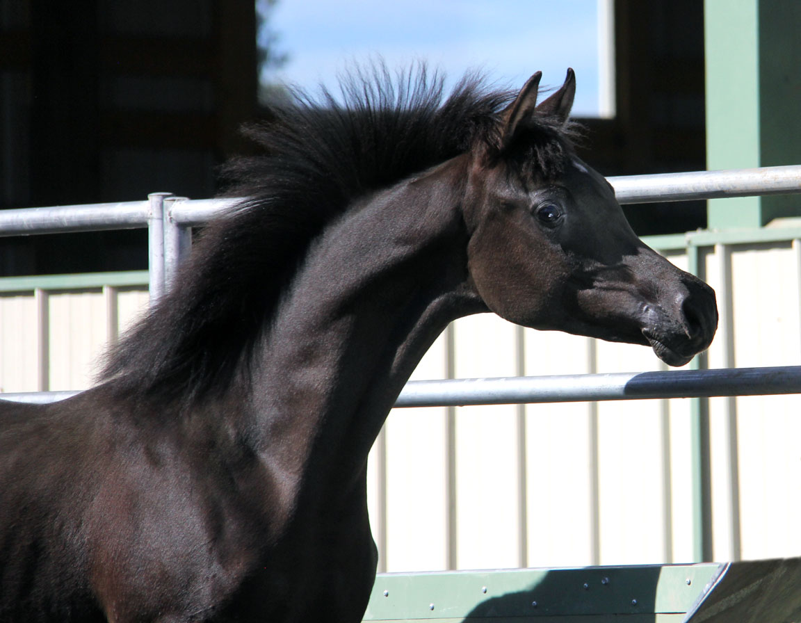 Notorious BP by Magic Magnifique out of Trevs Onyx