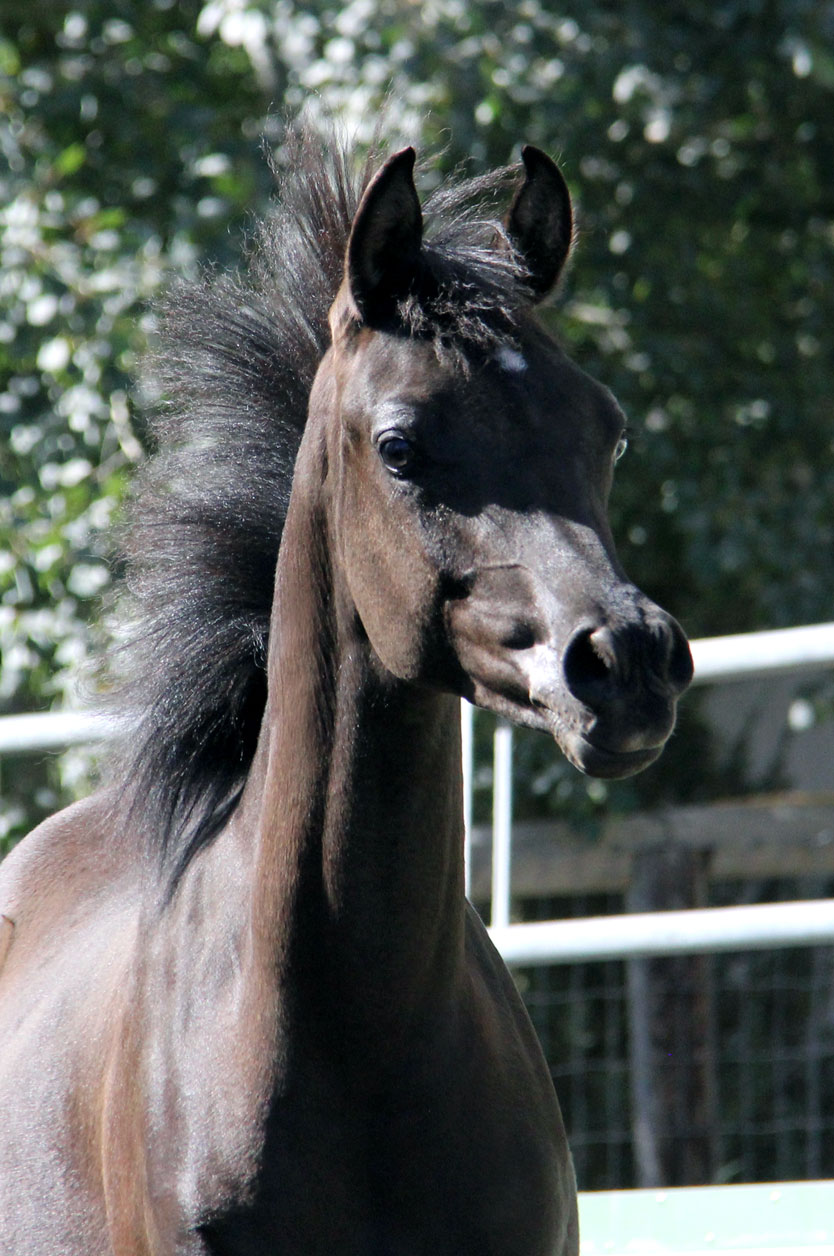 Homozygous black colt by Magic Magnifique