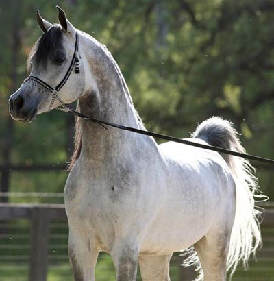Grey Arabian Stallion