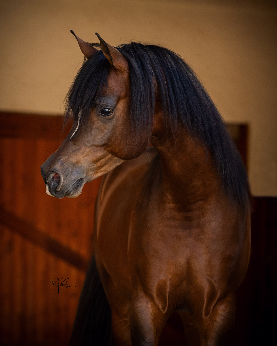 Son of Magic
Magnifique