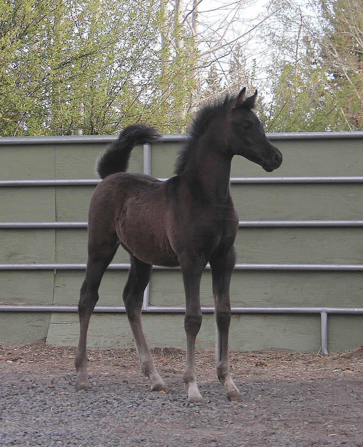 black colt by Montenegro BP