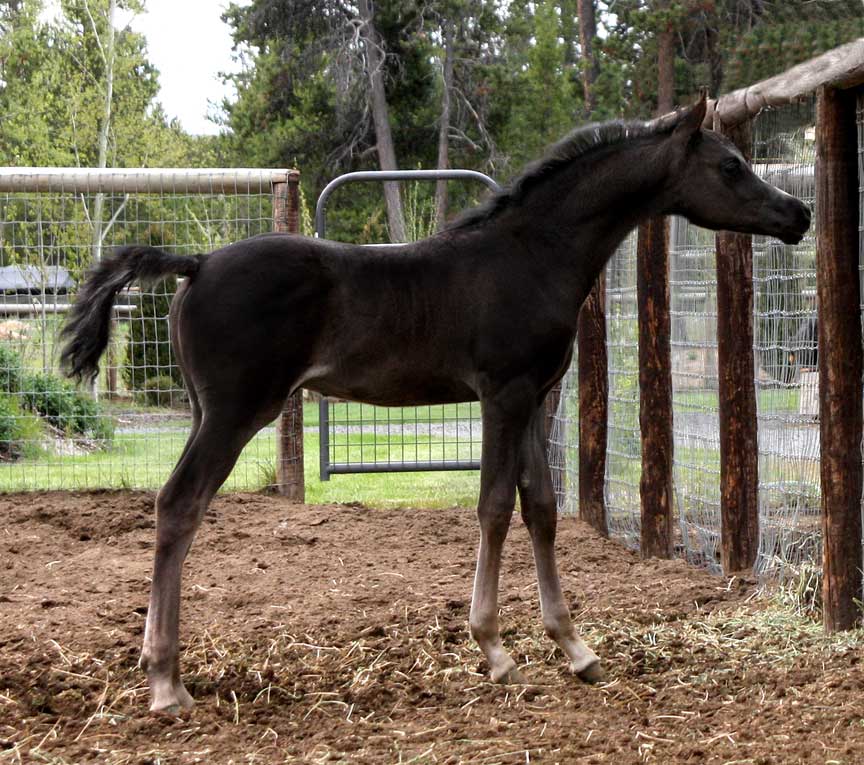 Homozygous Black Arabian colt by Ferrer