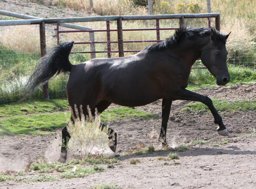 Trevs Onyx, dam of Ferric BP