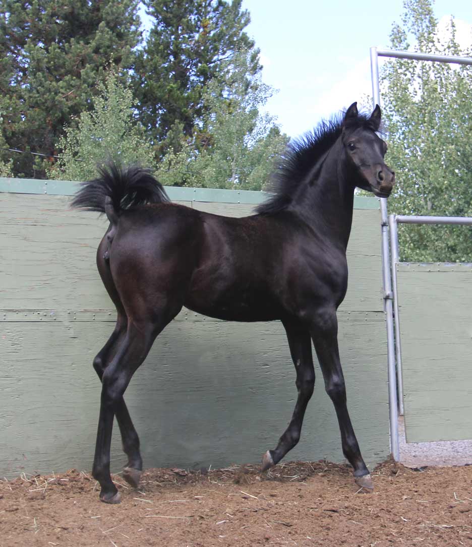 Black Filly                            by Montenegro BP