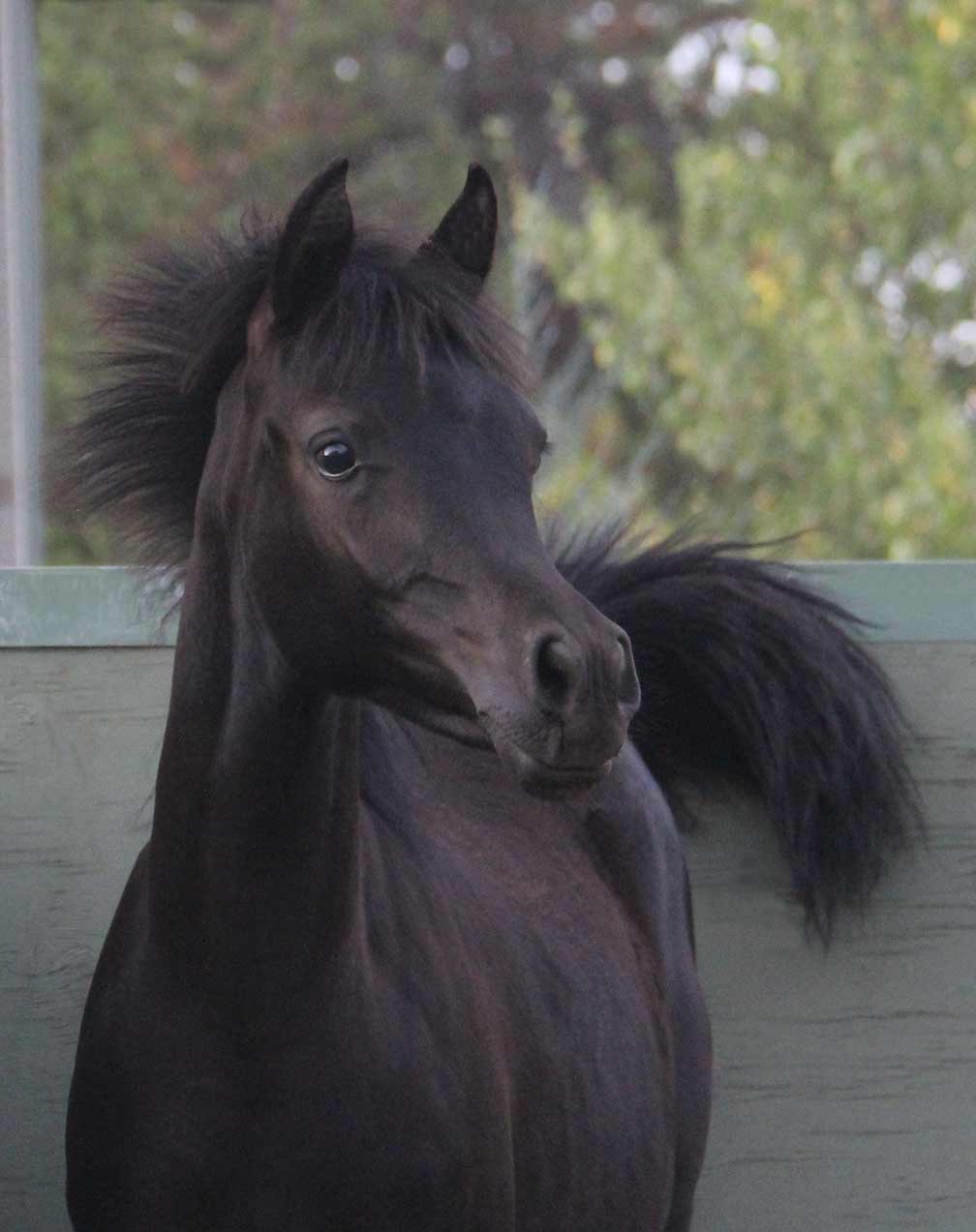 black filly by Montenegro BP