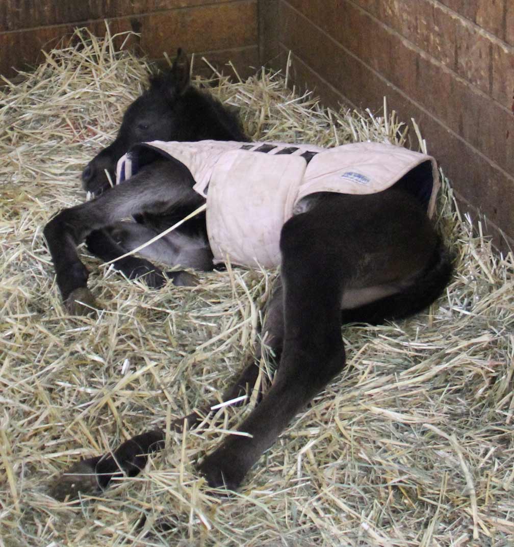 Black filly by Montenegro BP