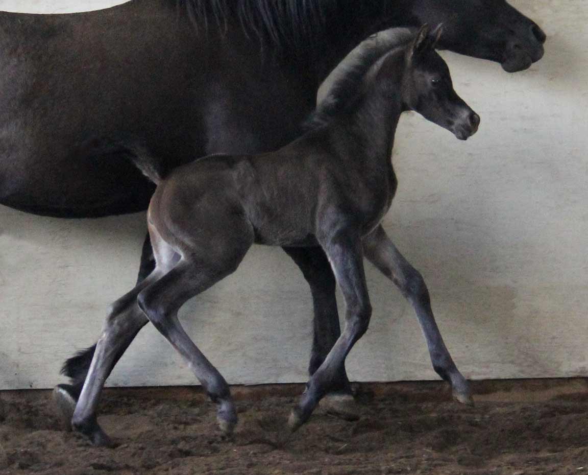 Black filly by Montenegro BP
