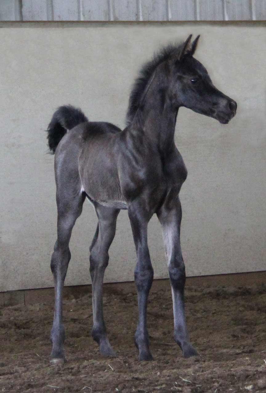 Black filly by Montenegro BP
