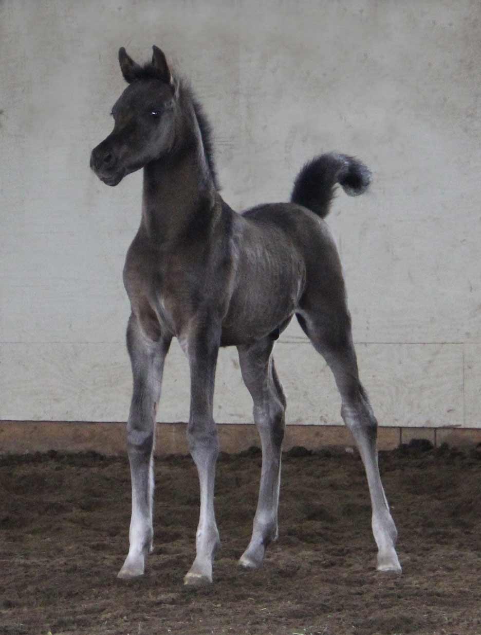 Black colt by Montenegro BP